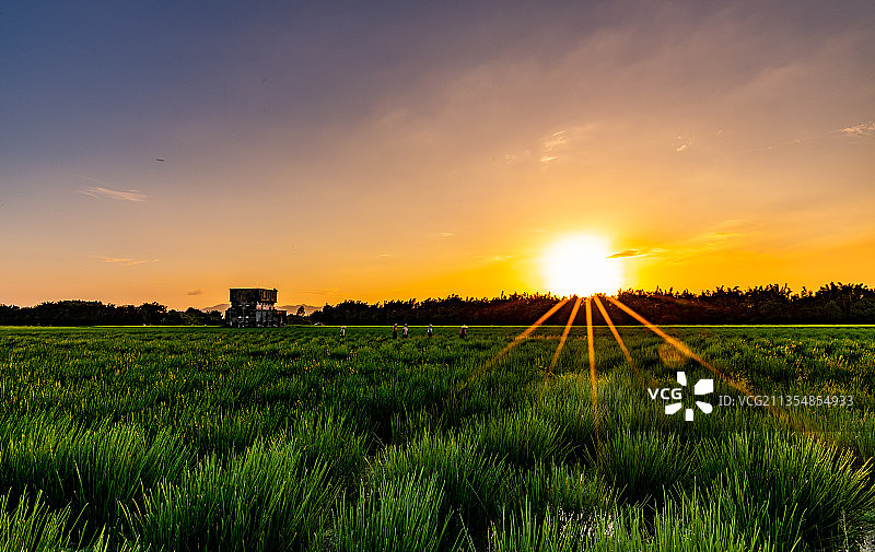 金黄日落下的江门碉楼和丰收水田图片素材