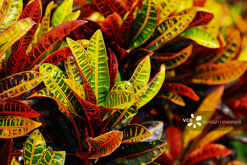 变叶木图片素材