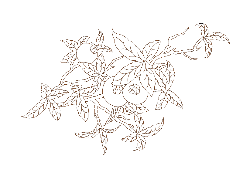 石榴传统黑白线条图案图片素材