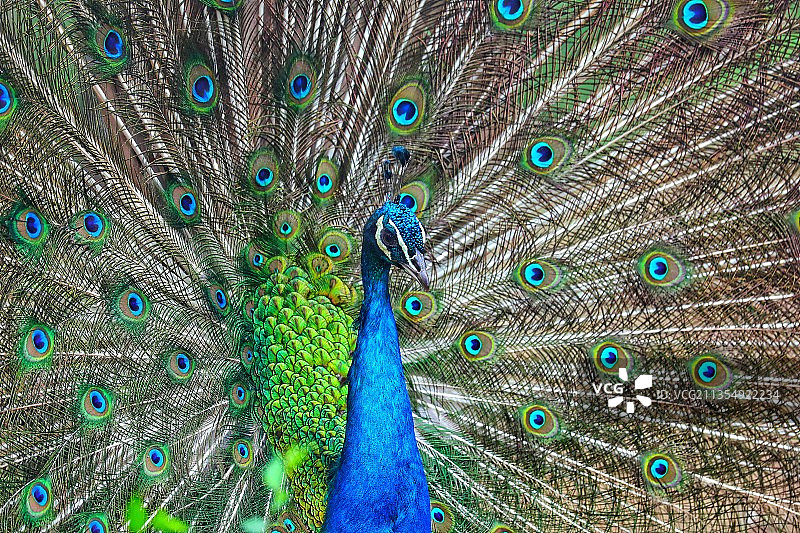 孔雀开屏图片素材