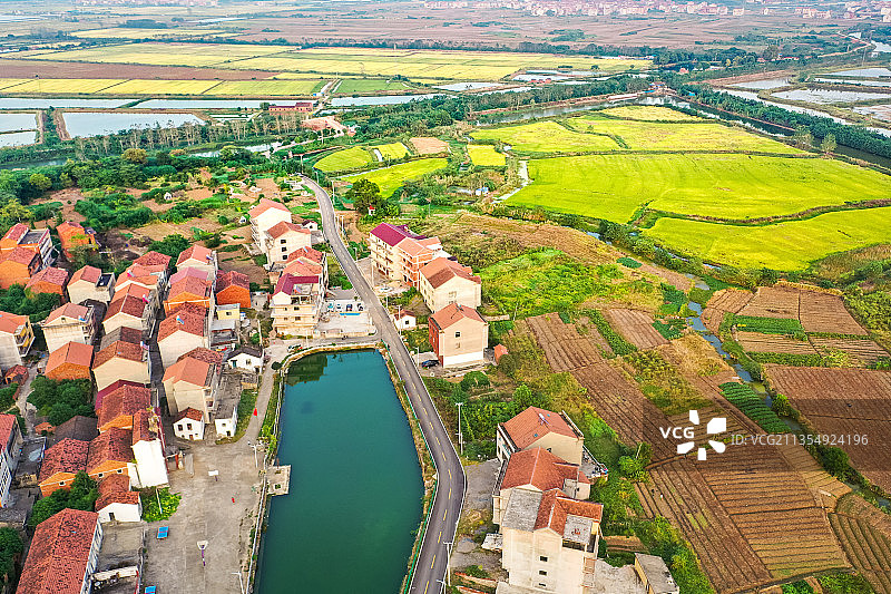 稻谷金黄美丽乡村图片素材