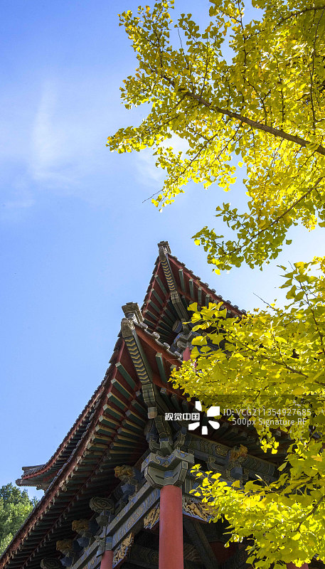 秋色银杏图片素材