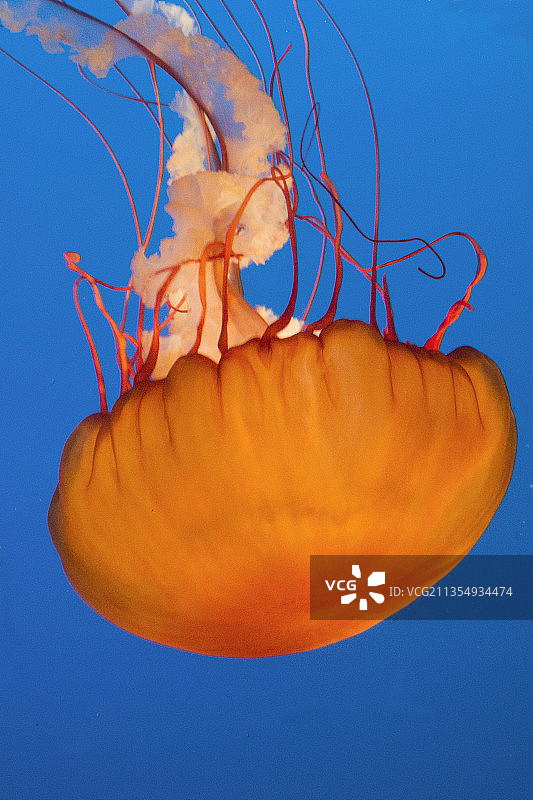 太平洋海荨麻特写图片素材