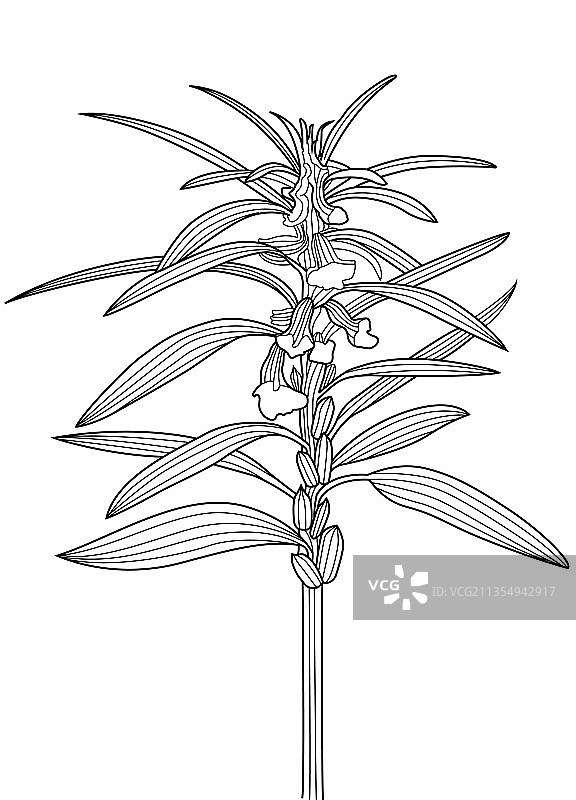 黑芝麻植物插画线稿图片素材