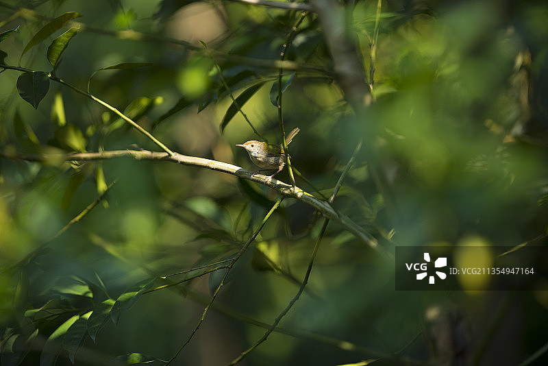 长尾缝叶莺图片素材