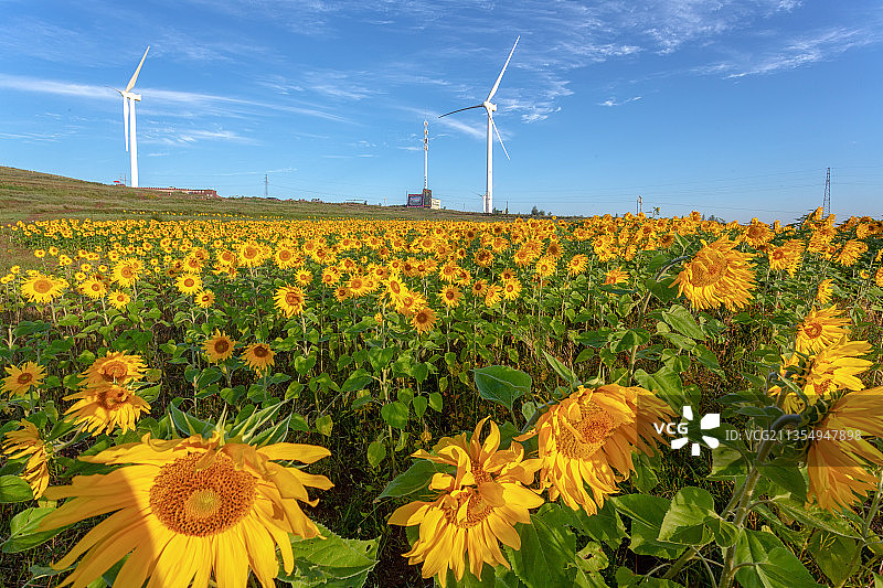 张北草原天路向日葵花朵图片素材