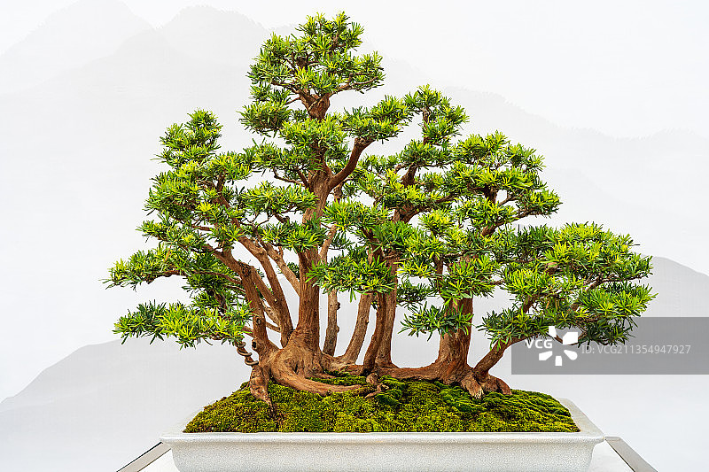 罗汉松艺术盆景图片素材