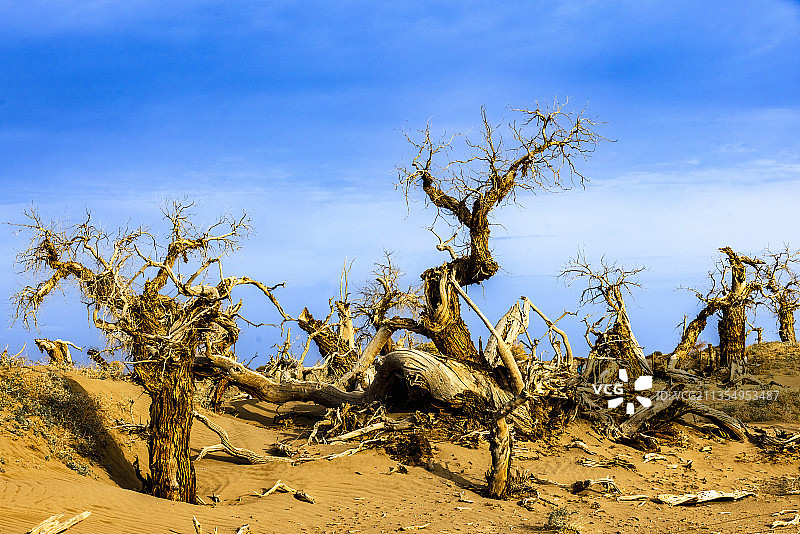怪树林.黑水城图片素材