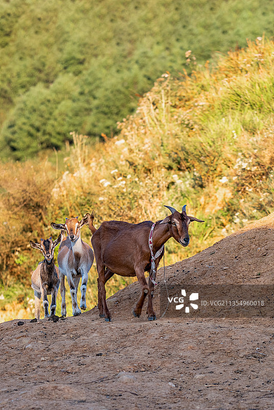 四川凉山州美姑县，夕阳下的羊群图片素材