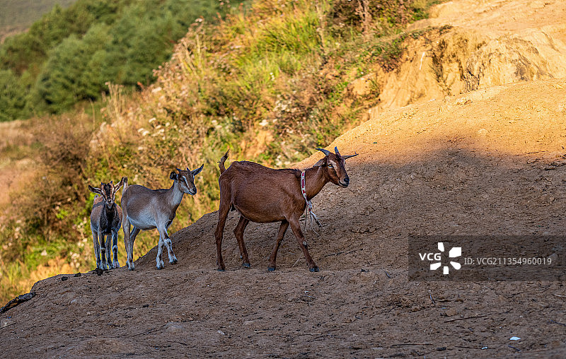 四川凉山州美姑县，夕阳下的羊群图片素材