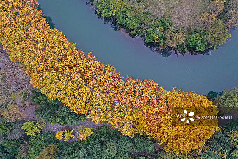 贵阳花溪河畔黄金大道法国梧桐浓墨重彩秋色登场，风景独好图片素材