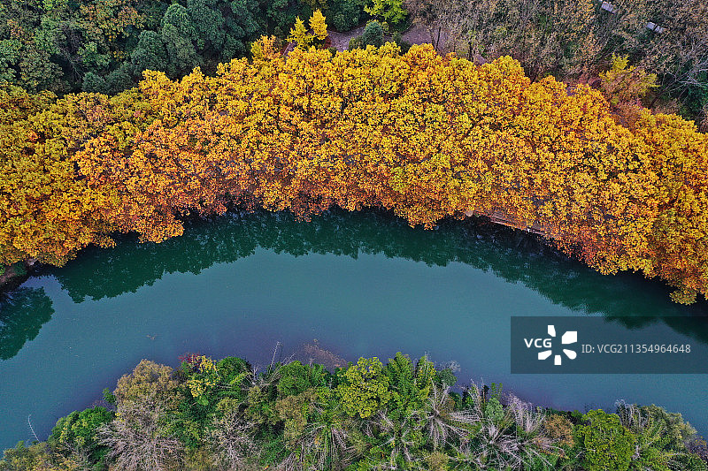 贵阳花溪河畔黄金大道法国梧桐浓墨重彩秋色登场，风景独好图片素材
