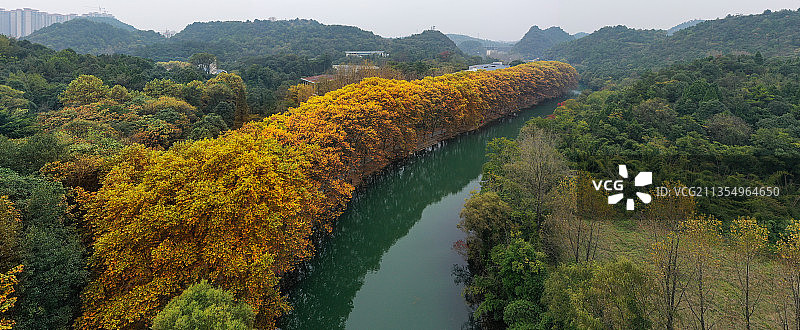 贵阳花溪河畔黄金大道法国梧桐浓墨重彩秋色登场，风景独好图片素材