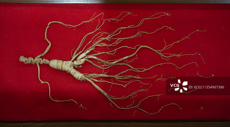 滋补品，人参图片素材