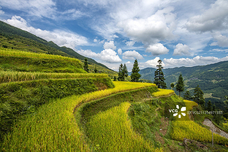 贵州从江县加榜梯田图片素材