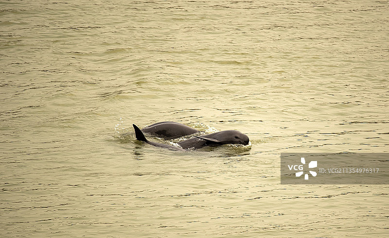 湖北宜昌：活跃的江豚图片素材