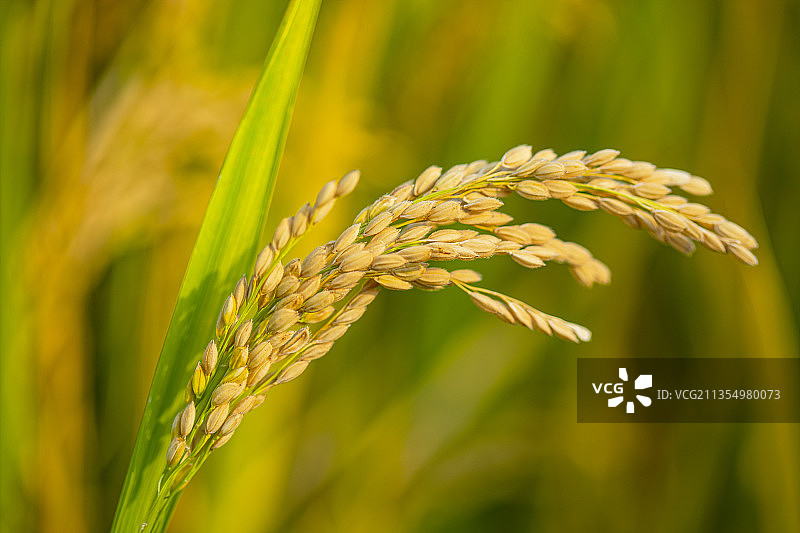 金灿灿的稻穗paddy图片素材