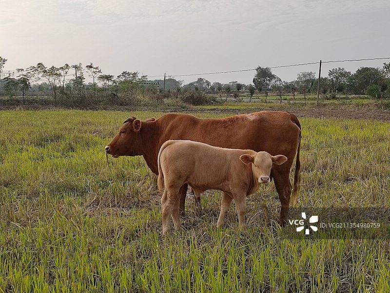 深秋，牛犊与牛妈妈图片素材