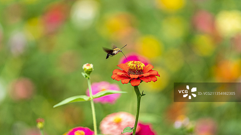 蜂鸟鹰蛾图片素材