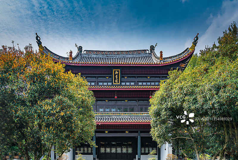 金桂飘香的岳麓书院,八月桂花香,沁人心脾图片素材