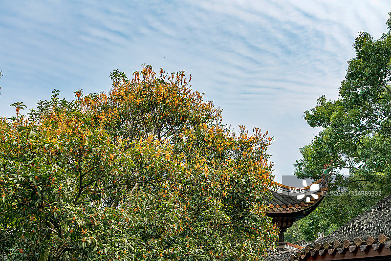金桂飘香的岳麓书院,八月桂花香,沁人心脾图片素材