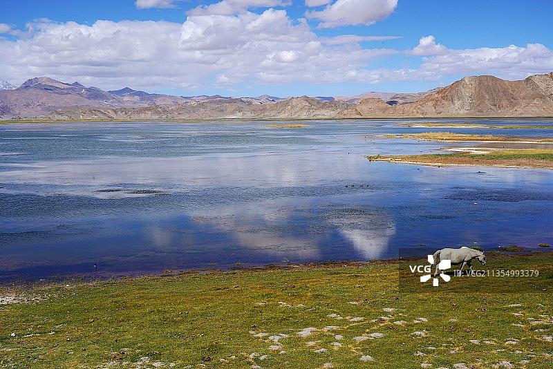 班公湖的吉祥白马图片素材