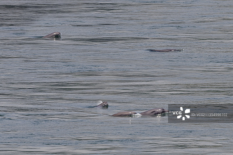 江豚畅游长江图片素材