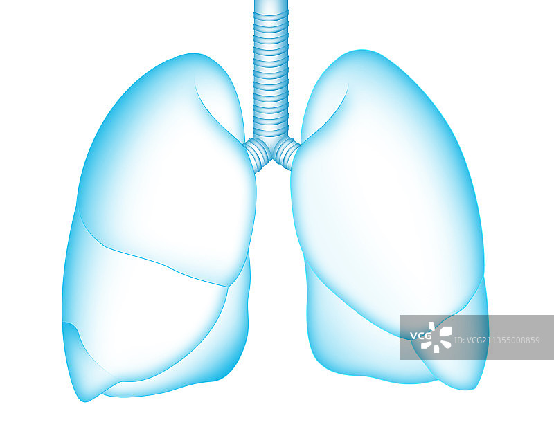 肺部插画图片素材