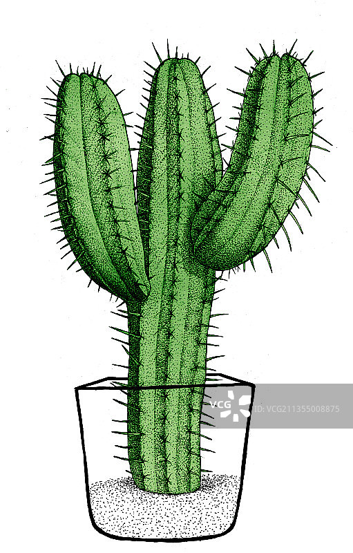 仙人掌装饰插画图片素材