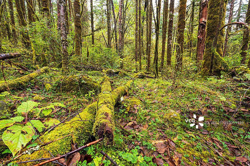 森林内倾倒的树木图片素材