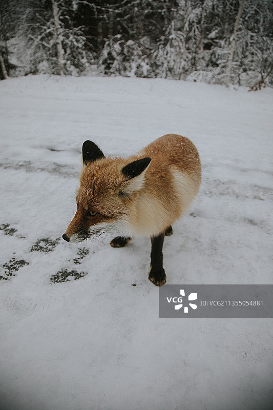 冬季新疆阿勒泰喀纳斯野生小狐狸图片素材