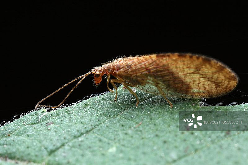 【蛉】图片素材