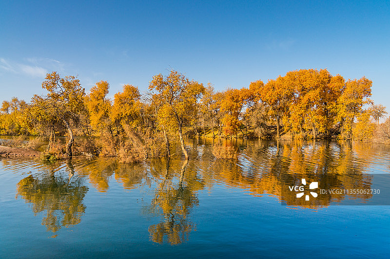秋天新疆喀什的湖泊和胡杨林图片素材