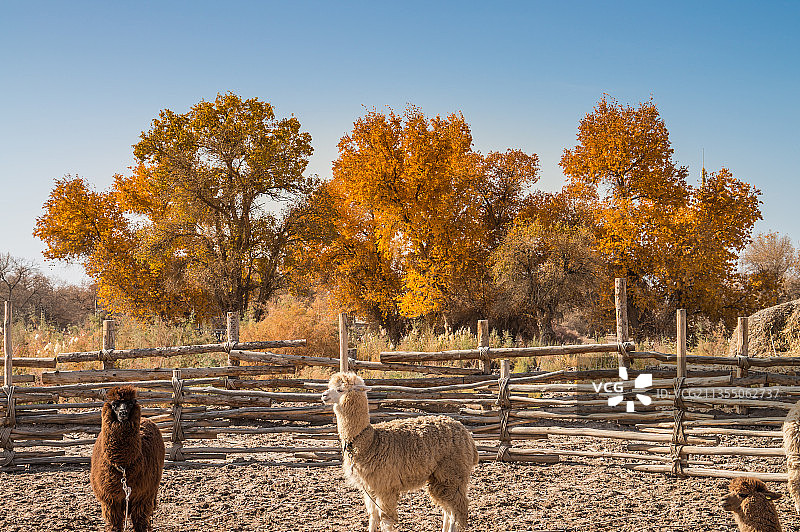 秋天新疆喀什的湖泊和胡杨林图片素材