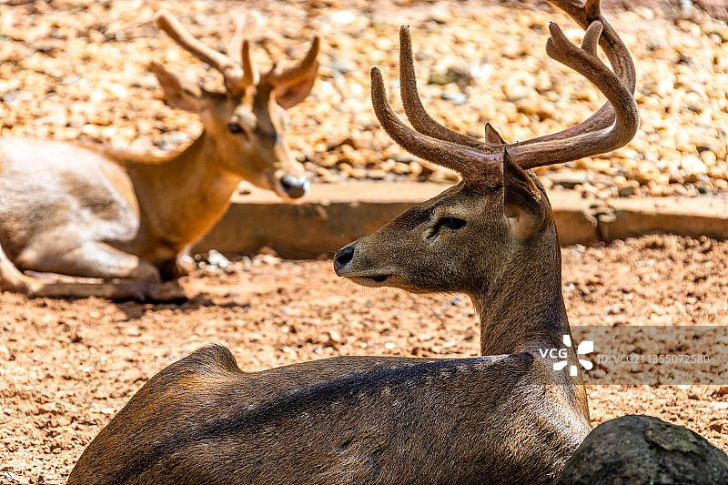 海南坡鹿图片素材