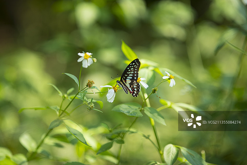 统帅青凤蝶图片素材