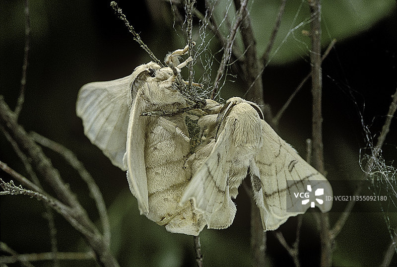 家蚕交配图片素材