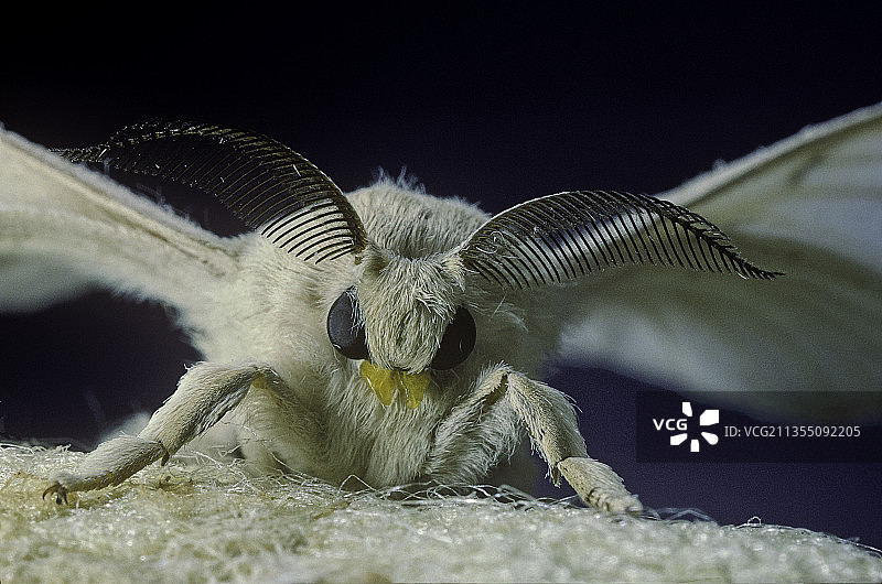 雄性家蚕图片素材