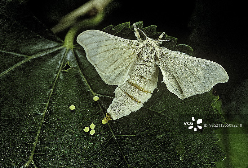 家蚕——雌性在桑叶上产卵图片素材