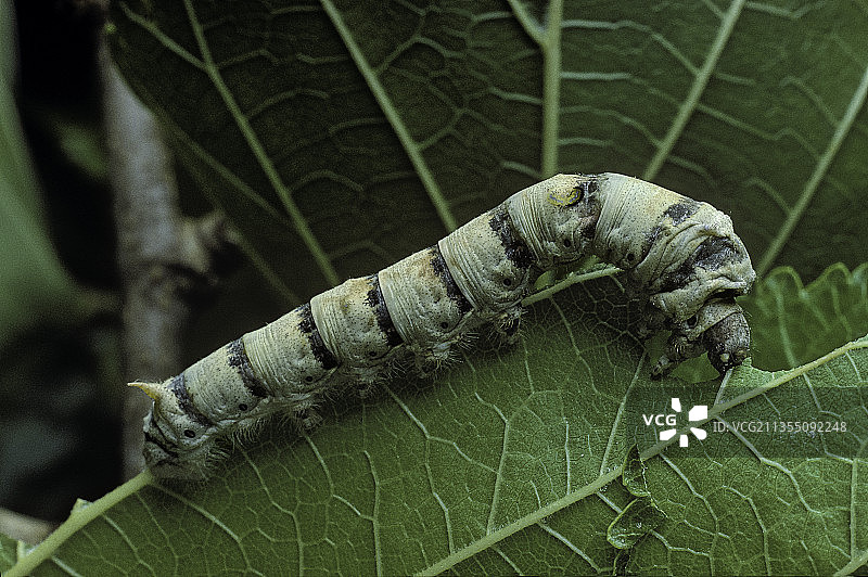 桑蚕（家蚕）- 桑叶上的幼虫或蚕图片素材