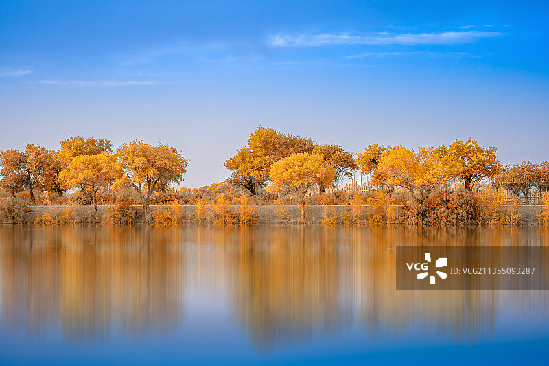 新疆巴楚红海湾胡杨林图片素材