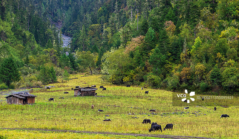 西藏林芝-鲁朗林海-鲁朗小镇-田园风光图片素材