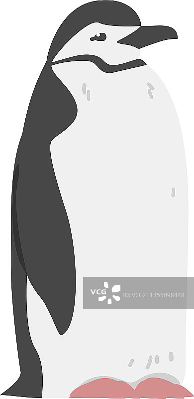 帽带企鹅，作为不会飞的水鸟图片素材