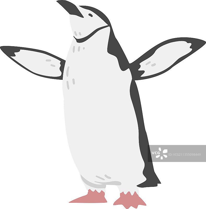 帽带企鹅，作为不会飞的水鸟图片素材