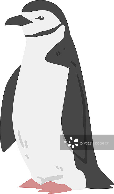 帽带企鹅，作为不会飞的水鸟图片素材
