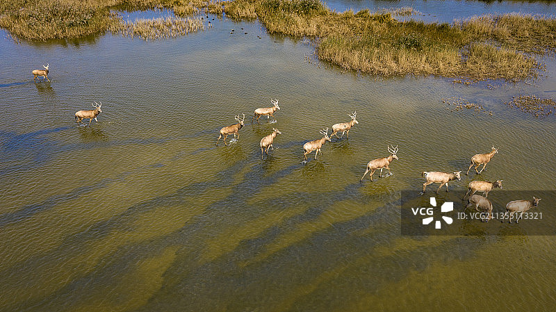 江苏东台黄海湿地麋鹿图片素材