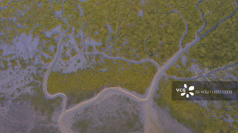 江苏东台条子泥湿地图片素材