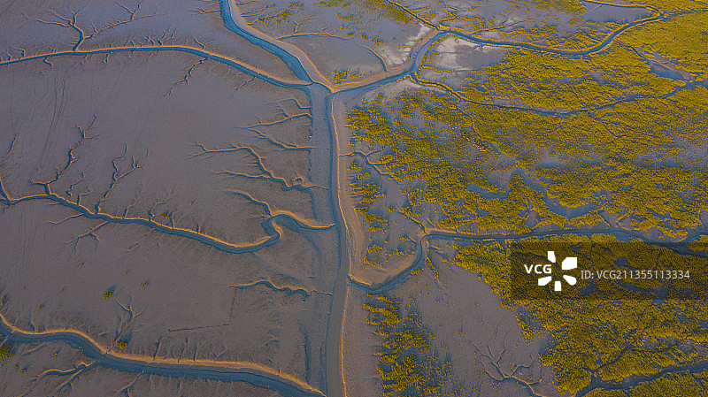 江苏东台条子泥湿地图片素材