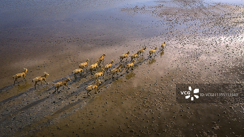 江苏东台黄海湿地麋鹿图片素材