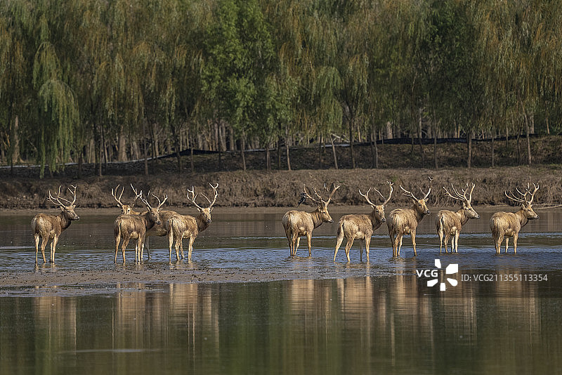 江苏东台黄海湿地麋鹿图片素材